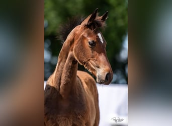 Mecklenburg Warmblood, Stallion, Foal (03/2023), Bay-Dark