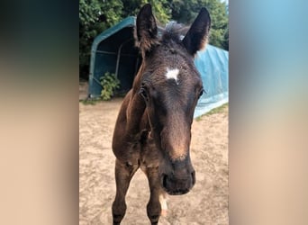 Mecklenburg Warmblood, Stallion, Foal (05/2026), Black
