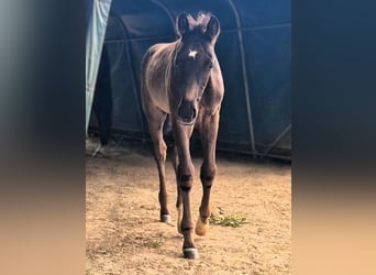 Mecklenburg Warmblood, Stallion, Foal (05/2026), Black