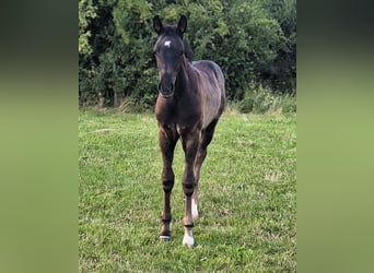 Mecklenburg Warmblood, Stallion, Foal (05/2026), Black