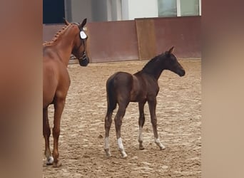 Mecklenburg Warmblood, Stallion, , Black