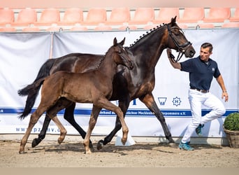 Mecklenburg Warmblood, Stallion, Foal (04/2023), Black