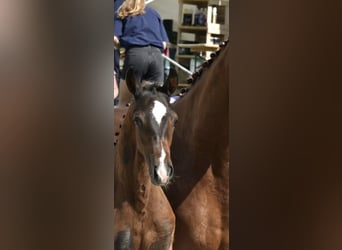 Mecklenburg Warmblood, Stallion, Foal (04/2025), Brown