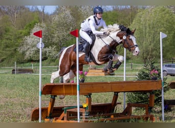 Mecklenburg Warmblood, Stallion, , Brown