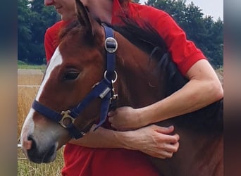 Mecklenburg Warmblood, Stallion, Foal (04/2025), Brown