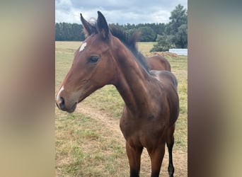 Mecklenburg Warmblood, Stallion, Foal (04/2025), Brown