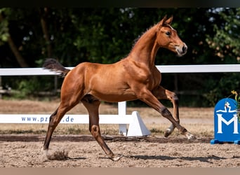 Mecklenburg Warmblood, Stallion, Foal (03/2023), Brown