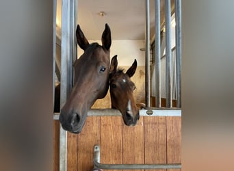 Mecklenburg Warmblood, Stallion, Foal (04/2025), Brown