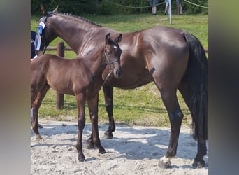 Mecklenburger Warmblut, Hengst, Fohlen (06/2024), Dunkelfuchs