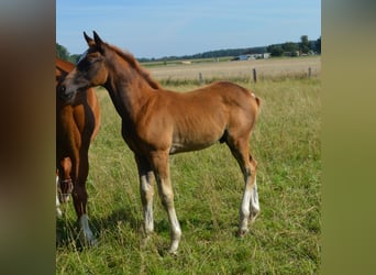 Mecklenburg Warmblood, Stallion, Foal (05/2023), Chestnut-Red
