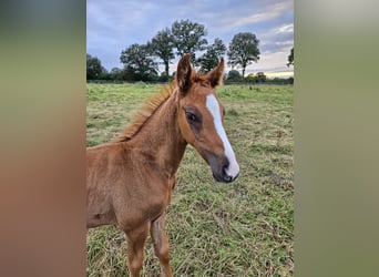 Mecklenburg Warmblood, Stallion, Foal (06/2024), Chestnut-Red