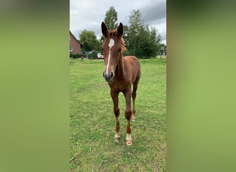 Mecklenburger Warmblut, Hengst, Fohlen (04/2024), Dunkelfuchs