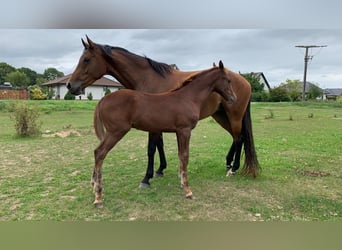 Mecklenburger Warmblut, Hengst, Fohlen (04/2024), Dunkelfuchs