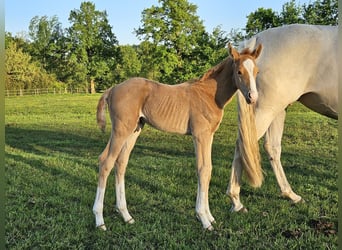 Mecklenburg Warmblood, Stallion, Foal (05/2024), Palomino