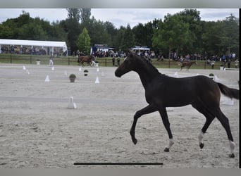 Mecklenburg Warmblood, Stallion, Foal (03/2023), Smoky-Black