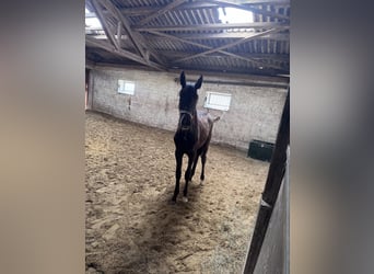 Mecklenburg Warmblood Mix, Unknown, 1 year, 16 hh, Grey-Dark-Tan