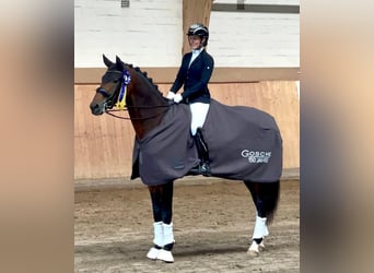 Mecklenburger warmbloed, Hengst, 10 Jaar, 169 cm, Bruin