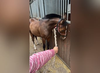 Mecklenburger warmbloed, Hengst, 1 Jaar, 165 cm