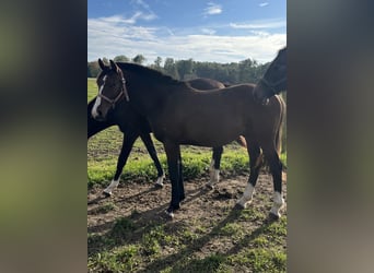 Mecklenburger warmbloed, Hengst, 1 Jaar, 165 cm