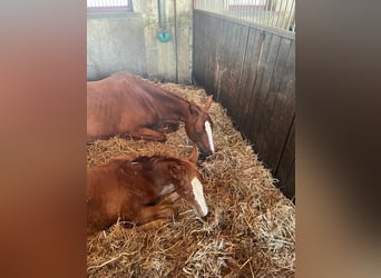 Mecklenburger warmbloed, Hengst, 1 Jaar, 168 cm