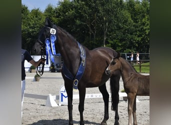 Mecklenburger warmbloed, Hengst, 1 Jaar, 173 cm, Zwart