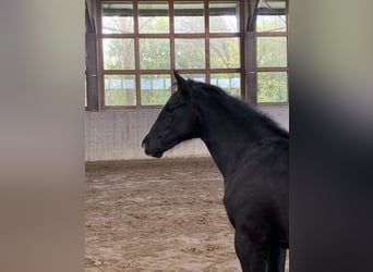 Mecklenburger warmbloed, Hengst, 1 Jaar, 173 cm, Zwart