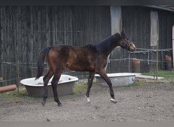 Mecklenburger warmbloed, Hengst, 1 Jaar, Bruin