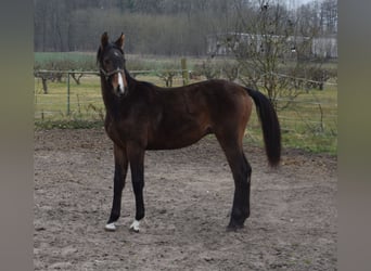 Mecklenburger warmbloed, Hengst, 1 Jaar, Bruin