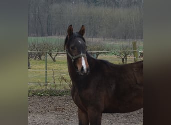 Mecklenburger warmbloed, Hengst, 1 Jaar, Bruin