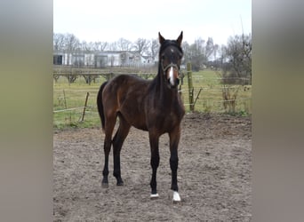 Mecklenburger warmbloed, Hengst, 1 Jaar, Bruin