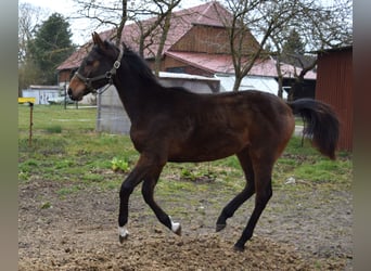 Mecklenburger warmbloed, Hengst, 1 Jaar, Bruin