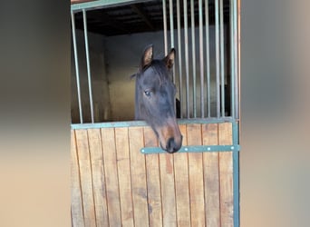 Mecklenburger warmbloed, Hengst, 1 Jaar, Donkerbruin