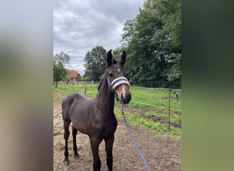 Mecklenburger warmbloed, Hengst, 1 Jaar, Donkerbruin