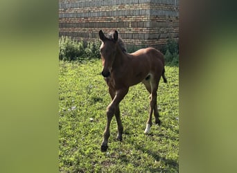 Mecklenburger warmbloed, Hengst, 1 Jaar, Donkerbruin