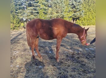 Mecklenburger warmbloed, Hengst, 1 Jaar, Vos