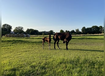 Mecklenburger warmbloed, Hengst, 1 Jaar, Zwartbruin