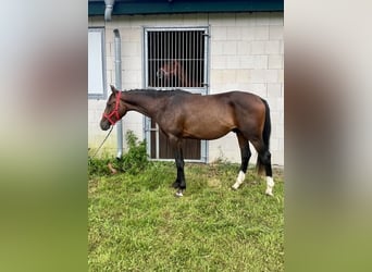 Mecklenburger warmbloed, Hengst, 2 Jaar, 162 cm