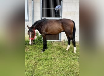 Mecklenburger warmbloed, Hengst, 2 Jaar, 162 cm