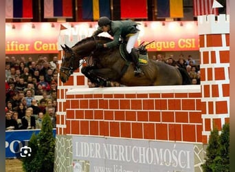 Mecklenburger warmbloed, Hengst, 2 Jaar, 163 cm, Donkerbruin