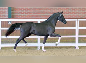 Mecklenburger warmbloed, Hengst, 2 Jaar, 164 cm, Zwart