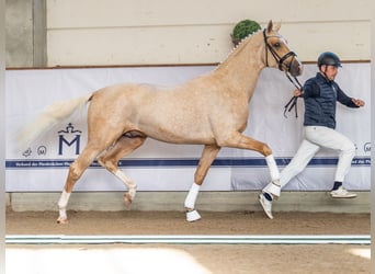 Mecklenburger warmbloed, Hengst, 2 Jaar, 168 cm, Palomino
