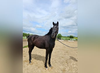 Mecklenburger warmbloed, Hengst, 2 Jaar, 169 cm, Zwart