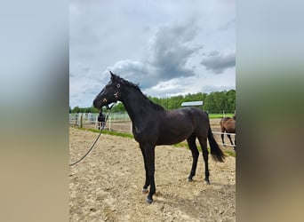 Mecklenburger warmbloed, Hengst, 2 Jaar, 169 cm, Zwart