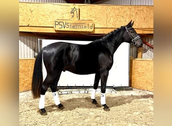 Mecklenburger warmbloed, Hengst, 2 Jaar, 176 cm, Zwart