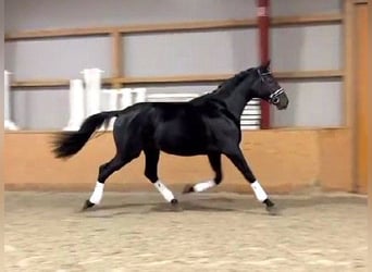 Mecklenburger warmbloed, Hengst, 2 Jaar, 176 cm, Zwart