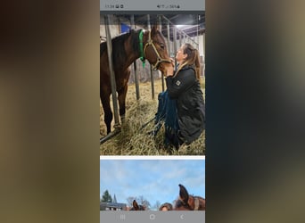 Mecklenburger warmbloed, Hengst, 2 Jaar, Bruin