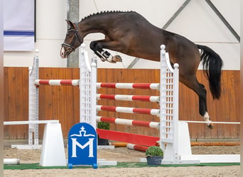 Mecklenburger warmbloed, Hengst, 2 Jaar, Bruin