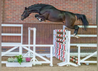 Mecklenburger warmbloed, Hengst, 2 Jaar, Donkerbruin