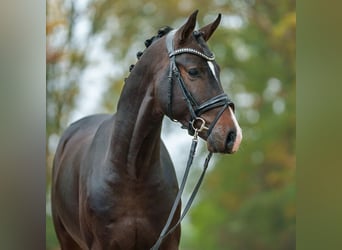 Mecklenburger warmbloed, Hengst, 2 Jaar, Donkerbruin