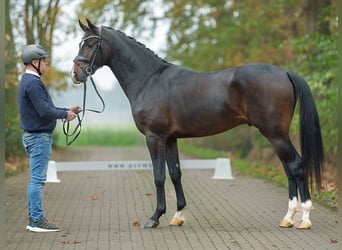 Mecklenburger warmbloed, Hengst, 2 Jaar, Donkerbruin